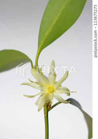 Illicium sikimi yellow-white flowers indoors Illicium sikimi yellow-white flowers indoors 113675275