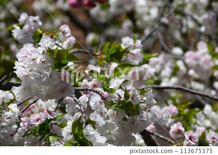 薄荷早晨櫻花走過 113675375