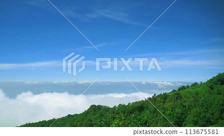 Sea of clouds view from a mountain peak though the pine trees against a background of clouds and a blue sky in Thailand. 113675581