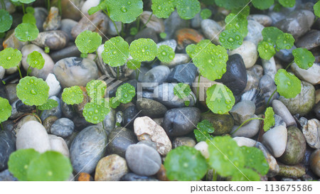Fresh green leaf of centella asiatica with the rock 113675586
