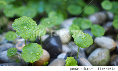 Fresh green leaf with water drops of centella asiatica leaves 113675618