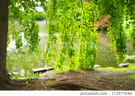 burred green leaves on the garden during daytime and bokeh light for use in illustrations Background image or copy space 113675648