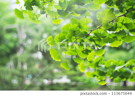 A soft focus landscape of green ginkgo leave in Hokkaido in the background. Japan For use in illustrations Background image or copy space 113675649