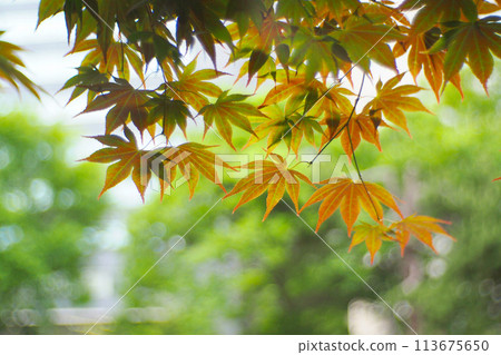 green japanese maple (acer palmatum) leaves on defocus background. For use in illustrations Background image or copy space 113675650