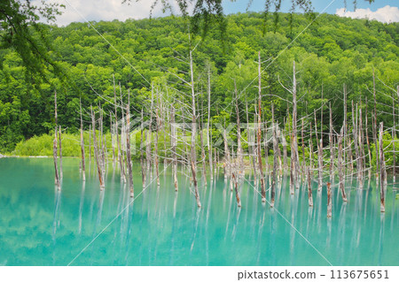 The blue pond (Ao ike) in Bie prefecture is Colourful Summer Hokkaido. This photo can be used as backgroud or a copy space 113675651