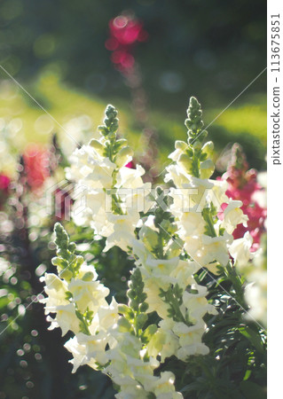 snapdragon flower 113675851