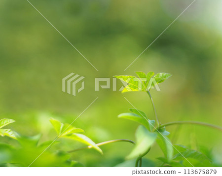 close up selective focus of green nature for use as Background image or copy space close up selective focus of green nature for use as Background image or copy space 113675879