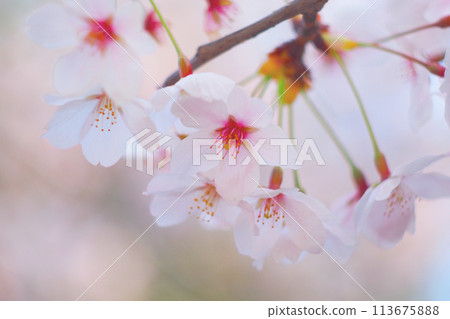 Cherry blossom in soft focus Cherry blossom in soft focus 113675888
