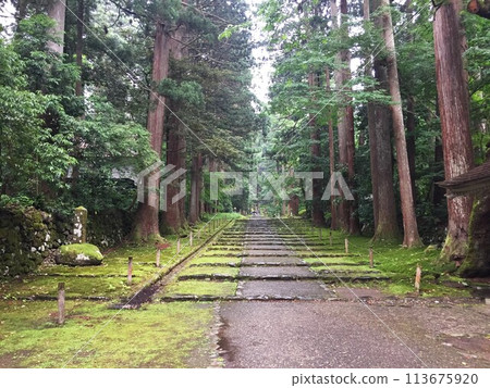 Scenery of the approach to the shrine covered with moss Scenery of the approach to the shrine covered with moss 113675920