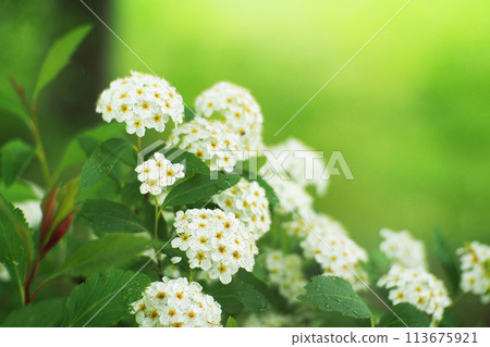 Selective focus Lobularia maritima flowers alyssum maritimum sweet alyssum, For use in illustrations Background image or copy space Selective focus Lobularia maritima flowers alyssum maritimum sweet alyssum, For use in illustrations Background image or copy space 113675921