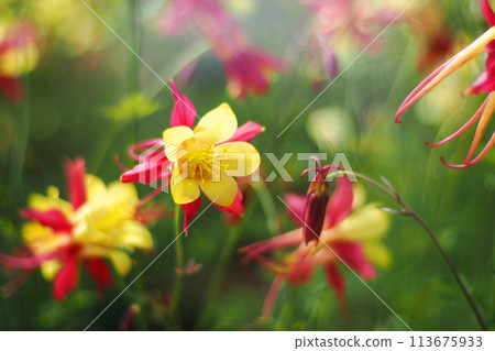 Close up of yellow red Longspur Columbine Ranunculaceae Aquilegia longissima flower in soft focus on blured background 113675933