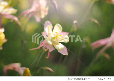Close up of yellow red pink Longspur Columbine Ranunculaceae Aquilegia longissima flower in soft focus on blured background 113675936