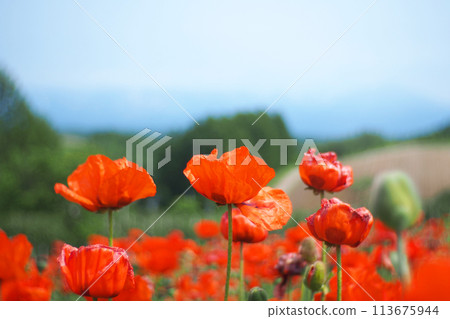 A soft focus landscape of Red Poppy flowers with a mountain view A soft focus landscape of Red Poppy flowers with a mountain view 113675944