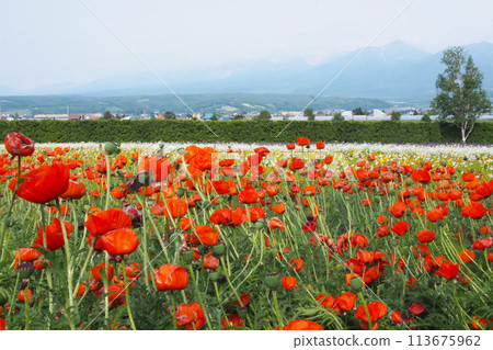 A soft focus landscape of Red Poppy flowers with a mountain view A soft focus landscape of Red Poppy flowers with a mountain view 113675962