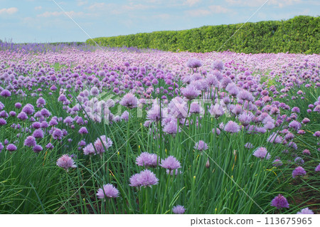 Selective focus Chives (Allium schoenoprasum), plants in the mint family of Lamiaceae, in the garden. Nature floral pattern background Selective focus Chives (Allium schoenoprasum), plants in the mint family of Lamiaceae, in the garden. Nature floral pattern background 113675965