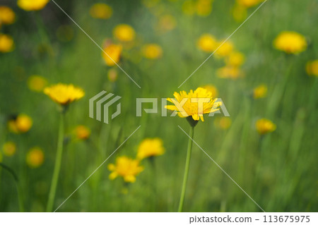 Selective focus Common daisy flowers alyssum maritimum sweet alyssum, For use in illustrations Background image or copy space 113675975