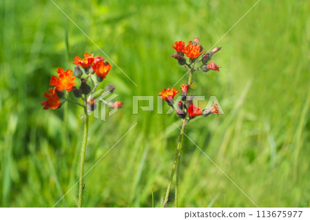 Selective focus Blooming Pilosella aurantiaca flowers alyssum maritimum sweet alyssum, For use in illustrations Background image or copy space 113675977