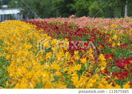 Blooming Lilies in the Field Blooming Lilies in the Field 113675985