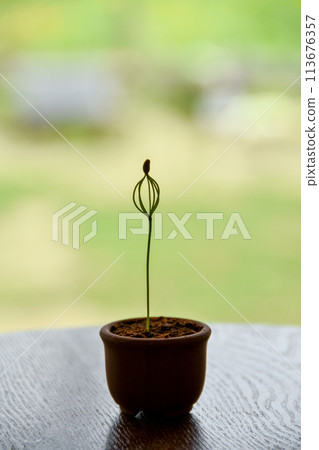 窗台上放著發芽的黑松 113676357