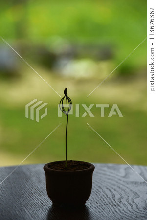 窗台上放著發芽的黑松 113676362