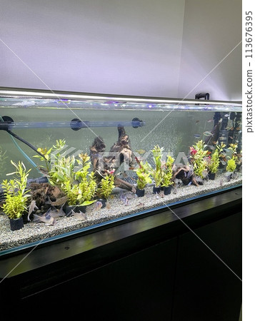 水族館熱帶魚缸水植物 113676395