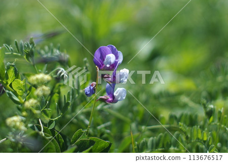 Selective focus Beach pea flowers , For use in illustrations Background image or copy space Selective focus Beach pea flowers , For use in illustrations Background image or copy space 113676517