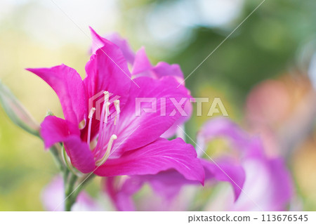 Selective focus Bauhinia blakeana flowers, plants in the mint family of Lamiaceae, in the garden. Nature floral pattern background 113676545