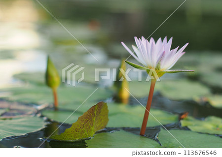 Selective focus water lilly. For use in illustrations Background image or copy space Selective focus water lilly. For use in illustrations Background image or copy space 113676546