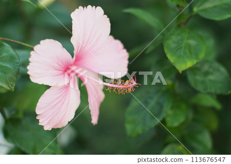 Selective focus Shoeblack plant. For use in illustrations Background image or copy space 113676547