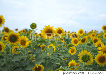 A landscape Sunflower field near the mountains 113676558