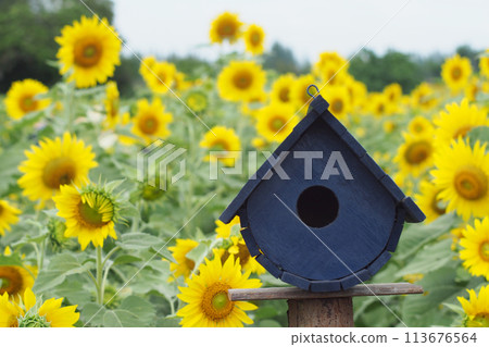 A bird house in the Sunflower field for use as background or illustration 113676564