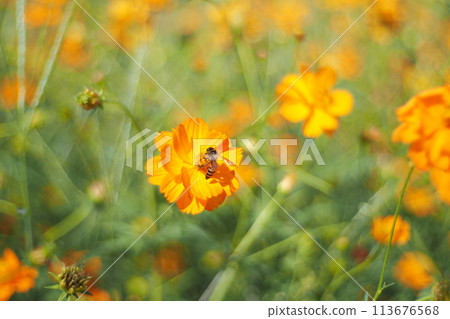 orange cosmos flowers with polinate bee on the defocused background 113676568