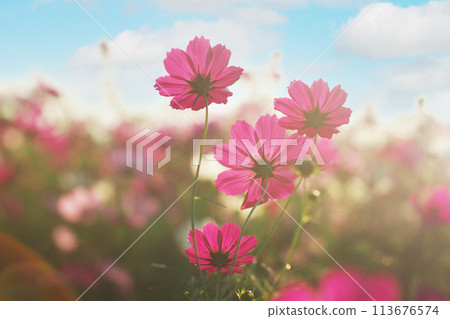 cosmos flowers field in soft focus 113676574