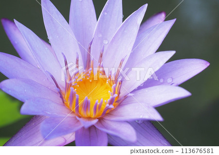 Selective focus water lilly. For use in illustrations Background image or copy space Selective focus water lilly. For use in illustrations Background image or copy space 113676581