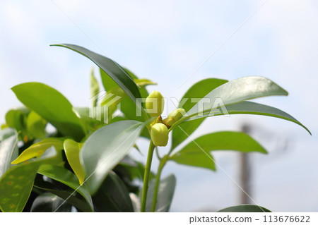 Illicium sikima buds leaves sky clouds 113676622