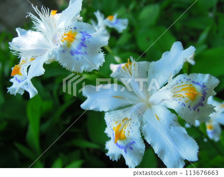 Shaka flower 113676663