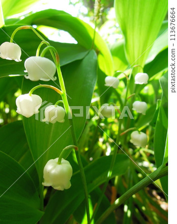 Lily of the valley 113676664