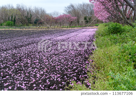 Hanamomo petals Hanamomo petals 113677106