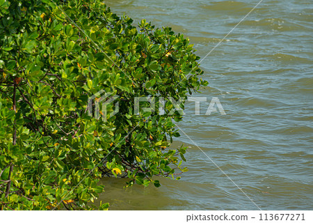 Tajamar mangrove, located in Cancun, Mexico Tajamar mangrove, located in Cancun, Mexico 113677271
