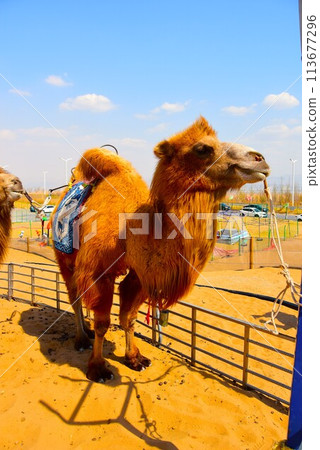 Camels in the Gobi Desert 113677296