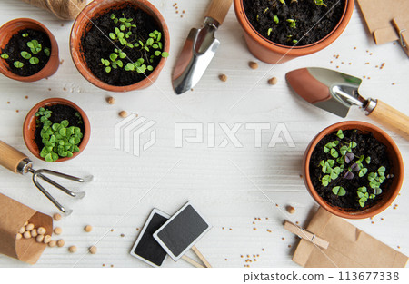 Pots with various vegetables seedlings. 113677338