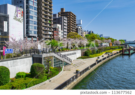 Cherry blossoms in full bloom at Sumida Park, Taito Ward, Tokyo 113677562