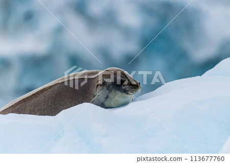 Close-up of a Weddell seal 113677760