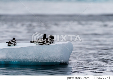 Cape Petrels resting on an iceberg Cape Petrels resting on an iceberg 113677761