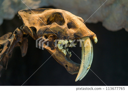 Sabertooth skull in a museum 113677765