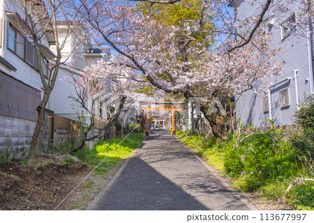 京都山科花山稻荷神社參道兩旁的櫻花樹 京都山科花山稻荷神社參道兩旁的櫻花樹 113677997