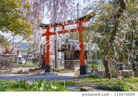 京都山科花山稻荷神社大雪櫻 京都山科花山稻荷神社大雪櫻 113678009