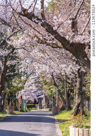 Kyoto Yamashina Hanayama Inari Shrine Cherry Blossom Line 113678024