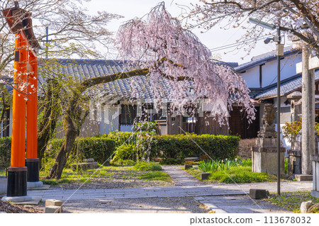 Oyuki cherry blossoms at Hanayama Inari Shrine in Yamashina, Kyoto 113678032