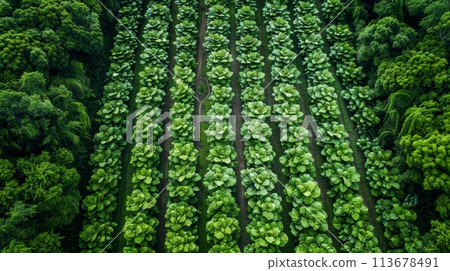 Aerial View of Lush Green Rows of Tobacco Plants in Farm Field Plantation 113678491
